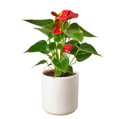 Anthurium 'Red'