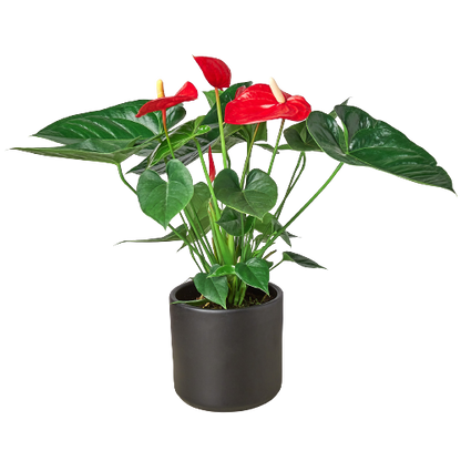 Anthurium 'Red'