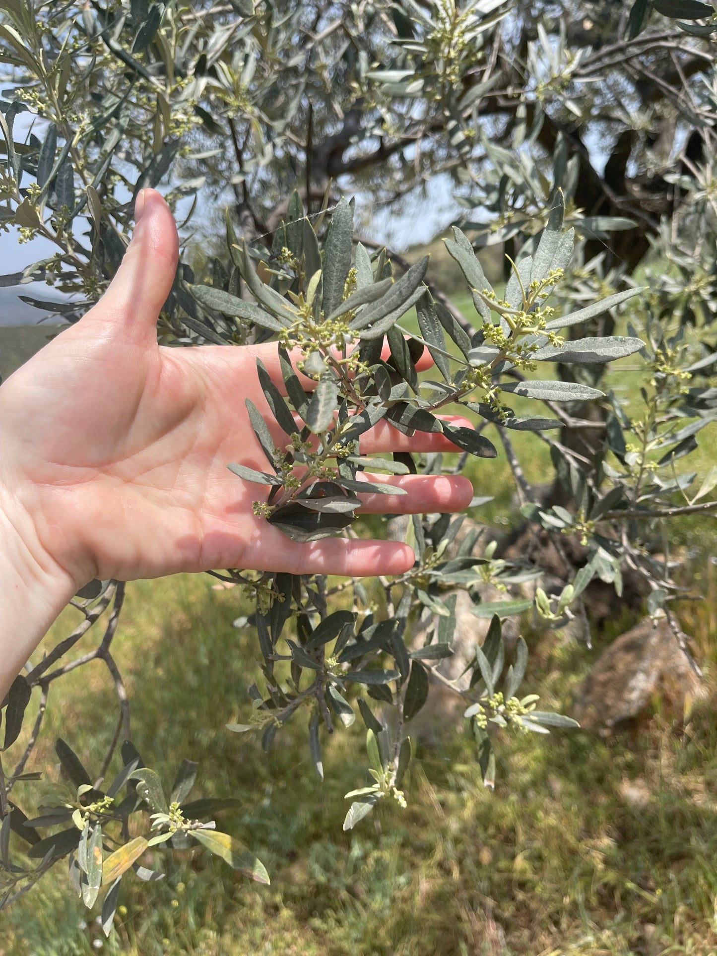 Kores Estate Greek Extra Virgin Olive Oil | Single-Estate PDO Manaki EVOO