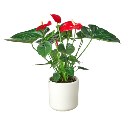Anthurium 'Red'